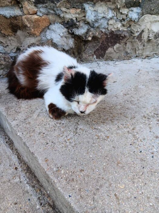 Cozy patchy cat resting on rustic stone wall, peacefully nestled on rough concrete surface.