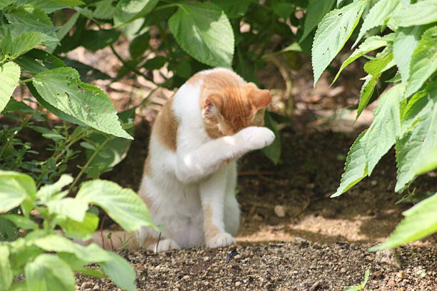 White and orange cat grooming itself in lush garden greenery during sunny daytime.