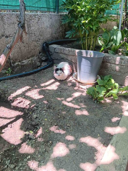 Sunlit garden scene with a relaxed cat, potted plant, and outdoor irrigation system.