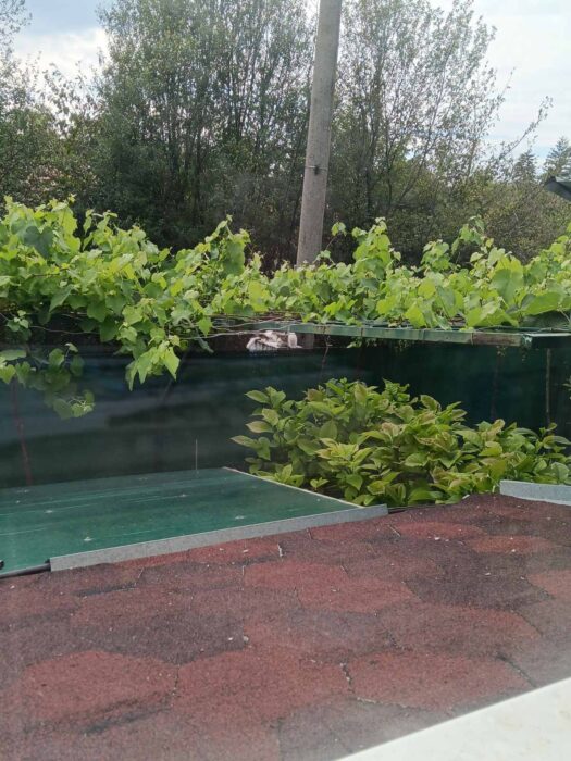 Beautiful garden view with lush green vines, wet roof tiles, and peaceful outdoor scenery.