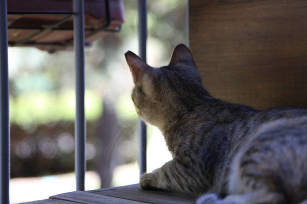 Relaxed tabby cat lounging outdoors behind fence, observing greenery in peaceful garden scene.