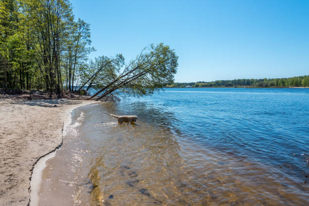 Tranquil lakeside scene with a dog, sandy beach, lush greenery, and clear blue sky.