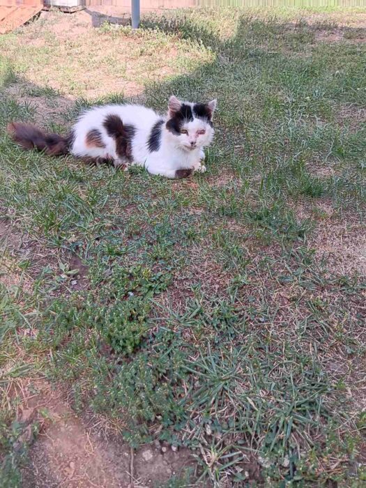 Relaxing white and black outdoor cat lying on grass in a peaceful garden setting.