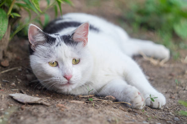 Serene outdoor cat relaxing on soil amid lush green foliage with yellow-green eyes and white-black fur.