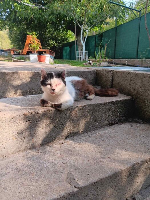 Relaxing calico cat on stone steps in lush garden with greenery and outdoor furniture.