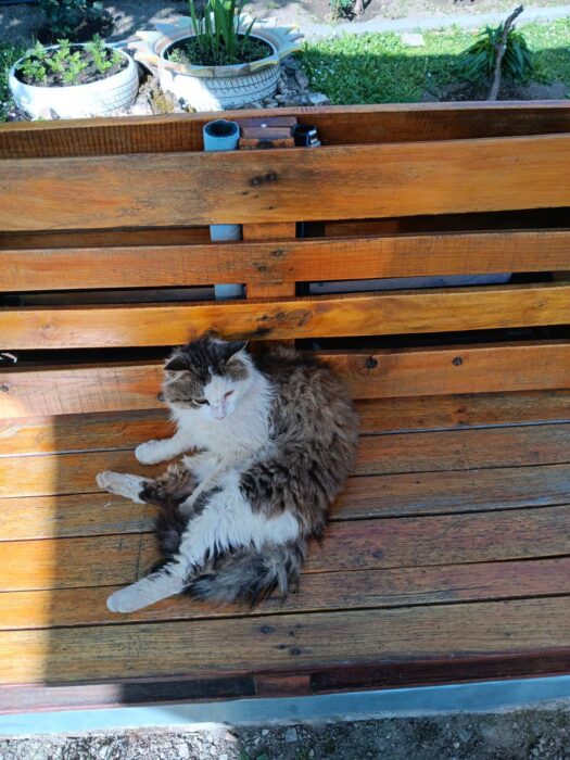 Relaxing white and gray cat on wooden garden bench in sunny outdoor setting.