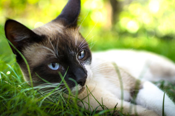 Serene Siamese cat relaxing in lush green garden with blue eyes and soft sunlight.