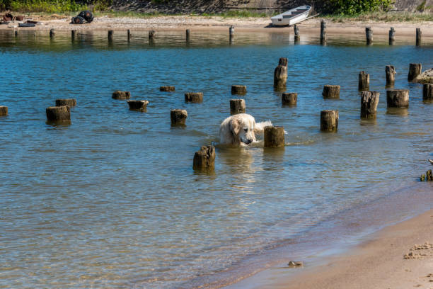 Golden retriever swimming near wooden posts on peaceful lakeside beach with boat and lush greenery.