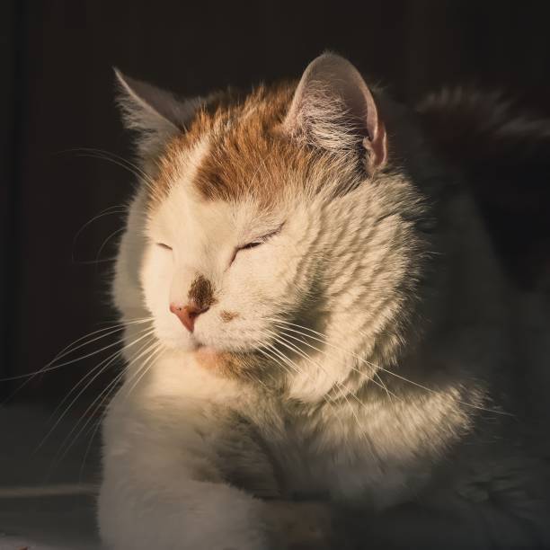 Peaceful white and ginger cat basking in sunlight, relaxed, content, and enjoying warm, serene moments.