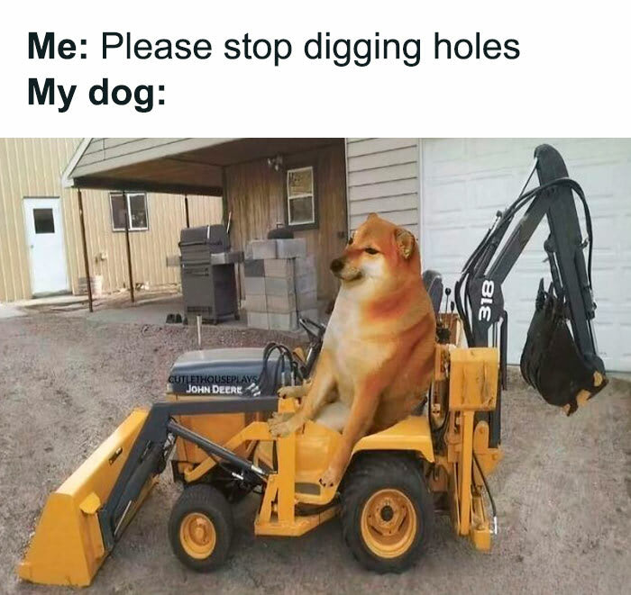 Humorous Shiba Inu dog sitting in a mini backhoe during construction work.
