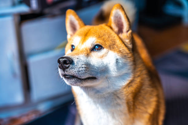 Curious Shiba Inu indoor with alert expression, vibrant orange coat, and expressive eyes.