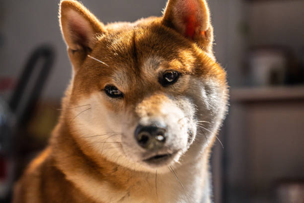 Close-up of a curious Shiba Inu dog indoors with bright eyes and reddish fur.