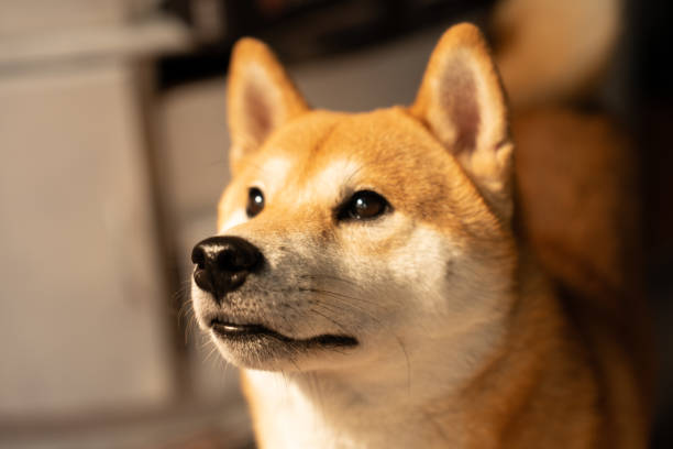 Shiba Inu dog with curious expression indoors, showcasing tan fur and alert ears.