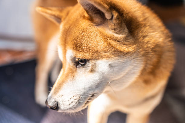 Curious Shiba Inu dog with reddish-brown fur, alert expression, and lively personality.