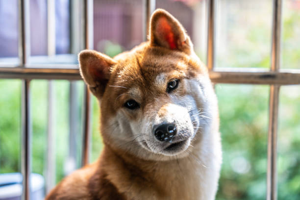 Curious Shiba Inu dog with reddish coat and alert expression in a kennel setting.