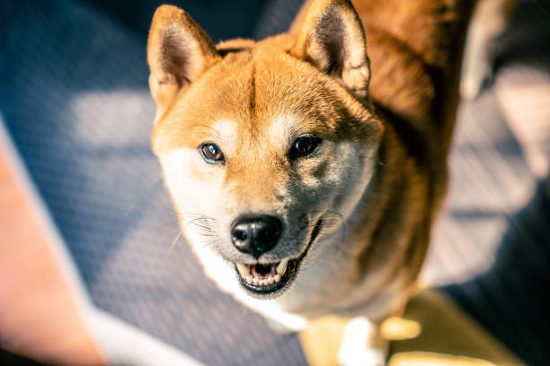Happy Shiba Inu with blue eyes, reddish fur, and a playful, friendly expression.