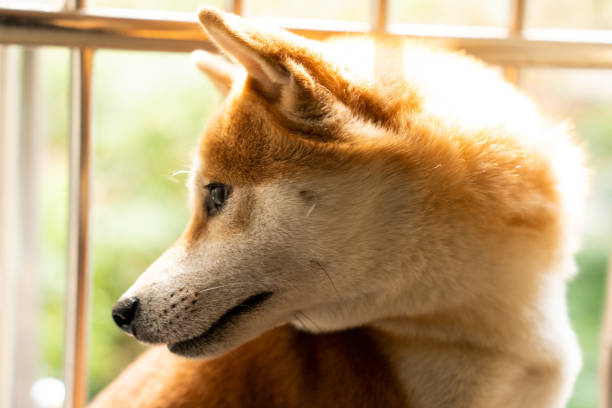 Shiba Inu sitting by window with sunlight, showcasing its alert, curious, and peaceful expression.