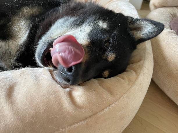 Relaxed Shiba Inu dog resting on cozy bed with playful tongue and attentive ears.