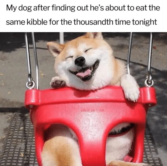 Happy Shiba Inu on swing celebrating mealtime with humorous kibble caption.
