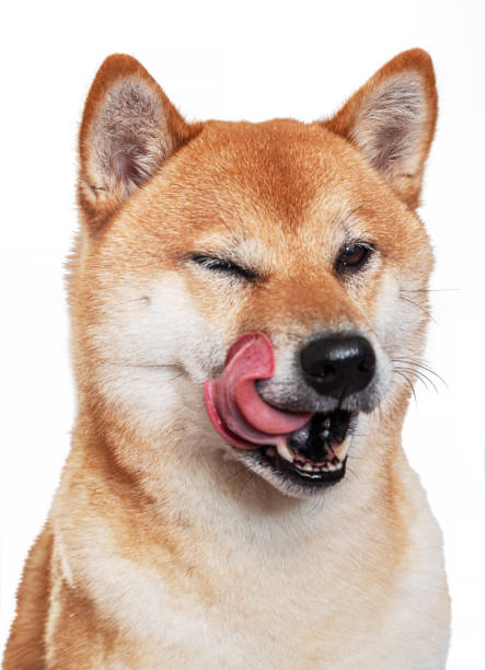 Playful Shiba Inu with a wink and tongue out showcasing cheerful, adorable canine personality.