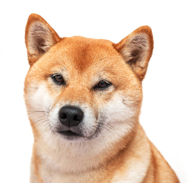 Confident Shiba Inu dog portrait with expressive eyes and reddish-brown fur on white background.