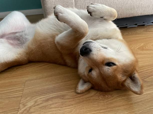 Shiba Inu dog lying belly up on wooden floor in cozy indoor setting.