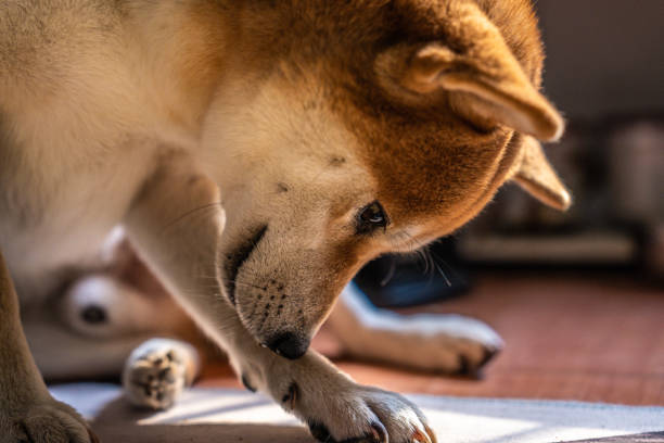 Close-up of a Shiba Inu dog self-grooming its paw in natural sunlight.