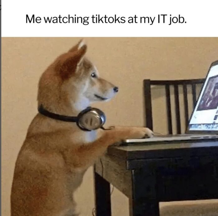 Cute Shiba Inu dog watching TikTok videos at a work desk in a casual home office.