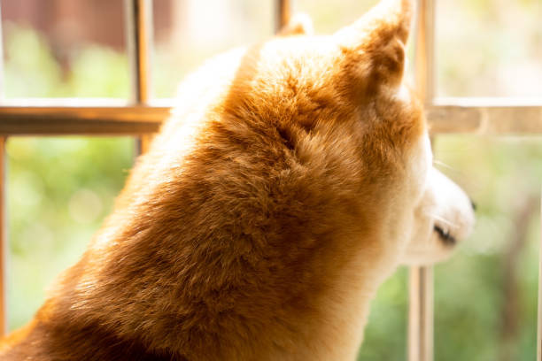 Shiba Inu looking through a window at a peaceful garden, showcasing its fluffy reddish coat.