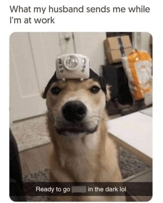 Funny Shiba Inu dog wearing a headlamp indoors, capturing playful and adorable moments.