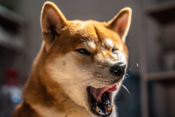 Cute Shiba Inu mid-yawn showcasing its adorable, relaxed expression in cozy home setting.