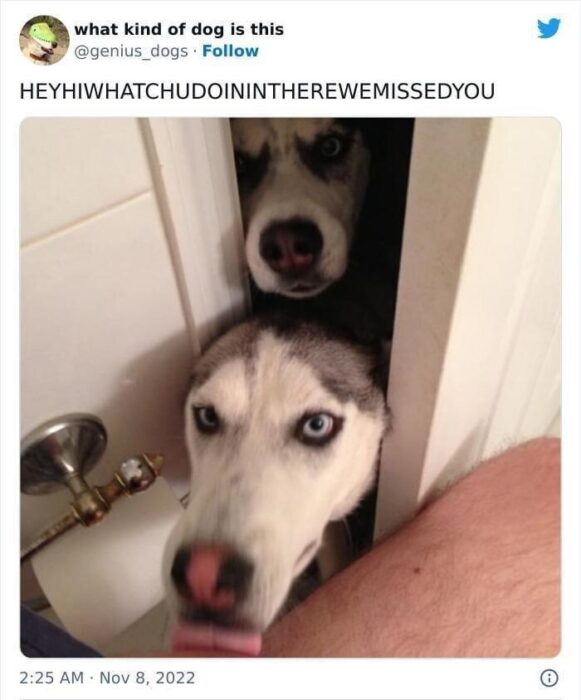 Two curious Siberian Huskies peering through a bathroom door.