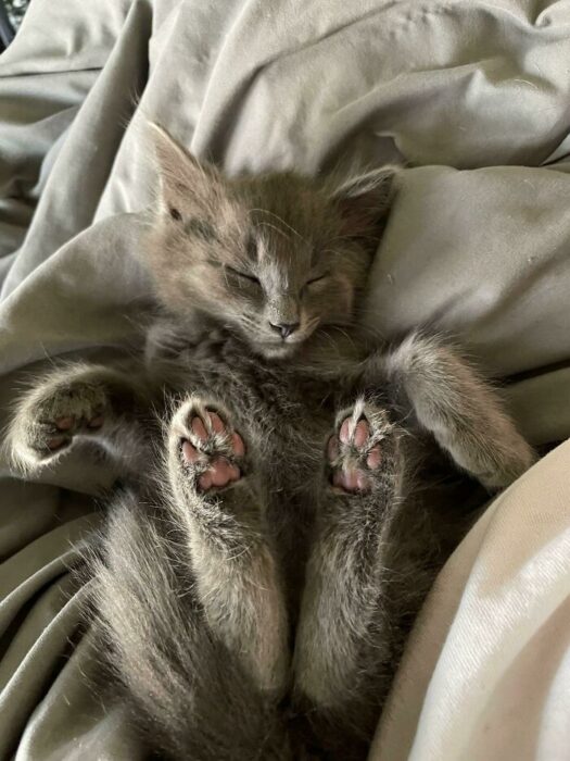 Sleeping gray kitten cuddled on soft cozy bedding, peaceful and adorable pet resting.