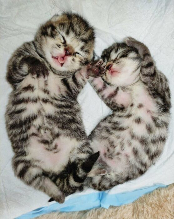 Two adorable gray striped kittens sleeping peacefully together in cozy cuddles.