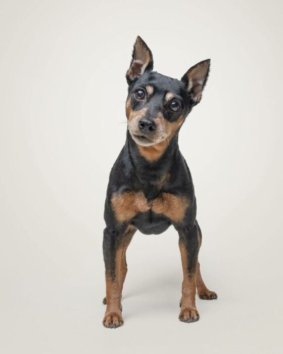 Small black and tan dog alert, muscular build, expressive eyes, and playful posture.