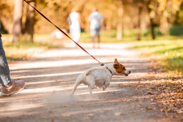 Happy Jack Russell Terrier walking in autumn park with owner and colorful fall leaves.