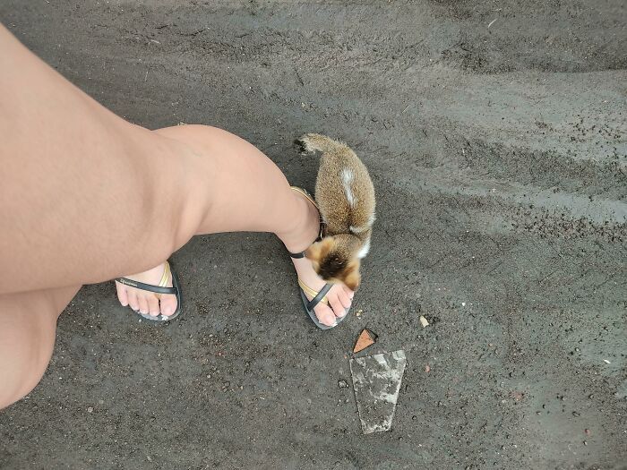 Curious fox approaching a persons tanned foot in flip-flops on a dirt path.