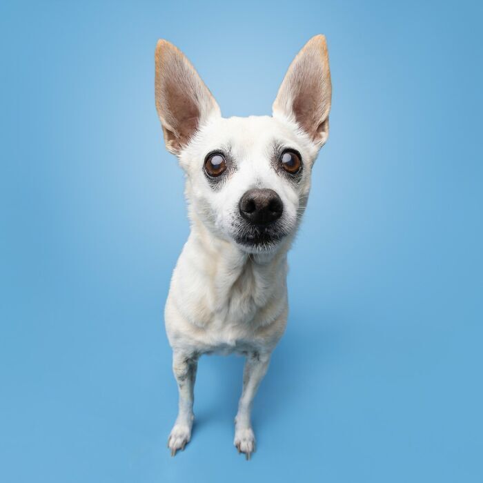 Small white dog with orange ears standing on blue background, alert and charming.