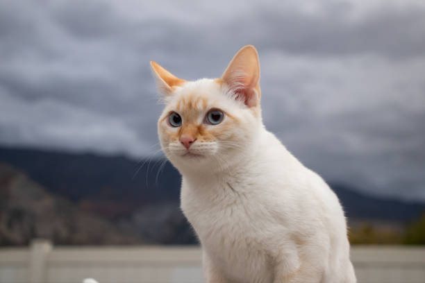 Elegant white cat with blue eyes against moody, overcast sky in mountain landscape.