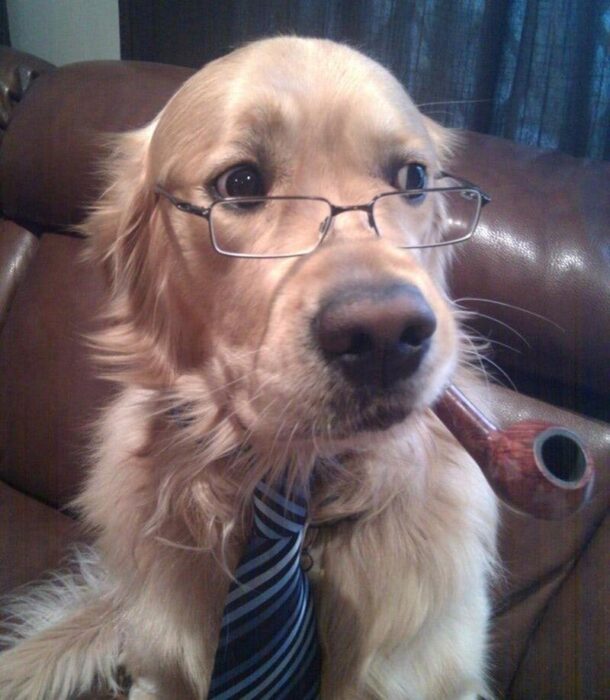 Humorous golden retriever dressed as a sophisticated gentleman with glasses and pipe on leather sofa.