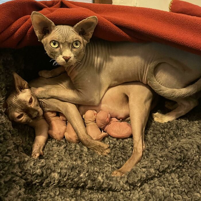 Two Sphynx cats and newborn kittens cozy in soft blankets, showcasing family warmth.