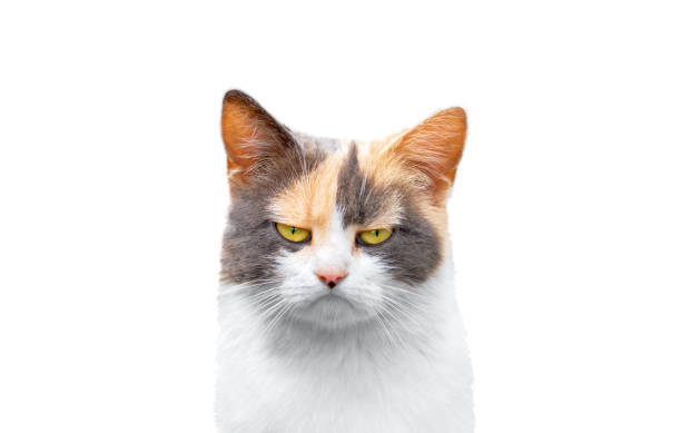 Beautiful calico cat with yellow eyes and striking fur pattern on white background.