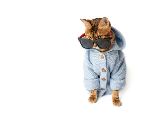 Stylish Bengal cat in blue hoodie with sunglasses, showcasing trendy pet fashion and cool attitude.