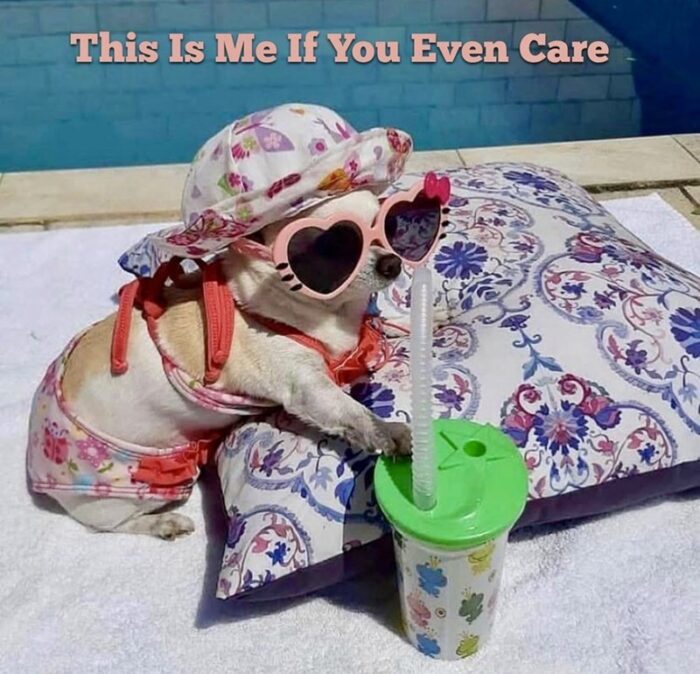 Cute Chihuahua in floral swimsuit, hat, sunglasses relaxing by pool with colorful accessories.