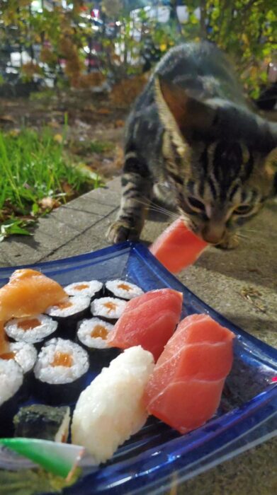 Playful cat reaching for colorful sushi on outdoor evening scene.