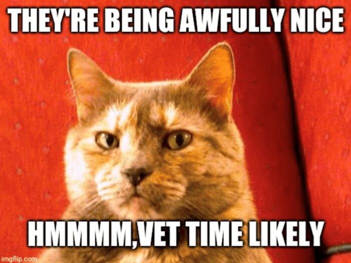 Funny cat suspiciously eyeing vet visit with curious, cautious expression in cozy home setting.