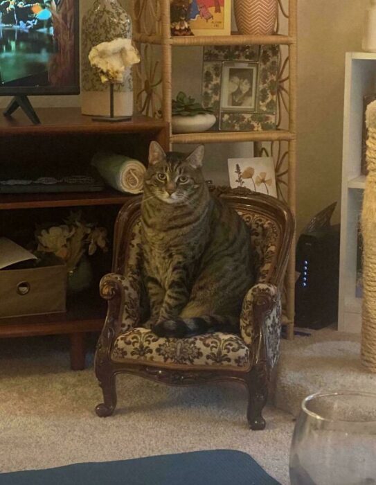 Tabby cat sitting on miniature chair in cozy living room with warm decor and cat scratch post.