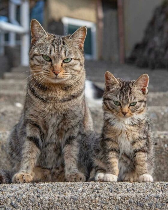 Tabby mother cat and kitten sitting on stone steps, showing strong feline bond and affection.