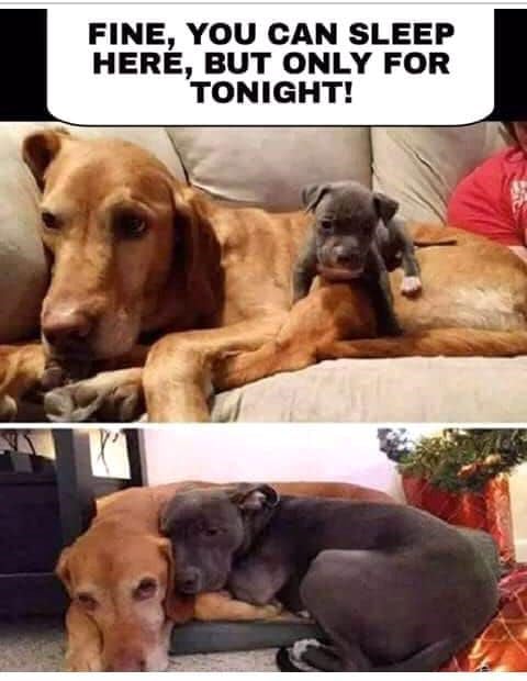 Golden retriever and gray puppy cuddling on couch, showing playful and affectionate pet friendship.
