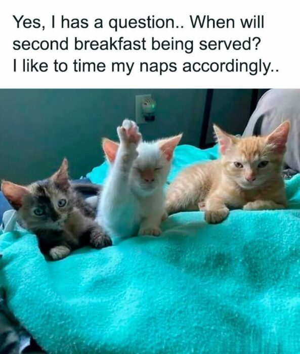 Three playful kittens with colorful fur resting on a soft turquoise blanket.